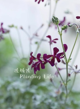 【植物致】狭花块根洋葵Pelargonium sidoides 药用香草 天竺葵