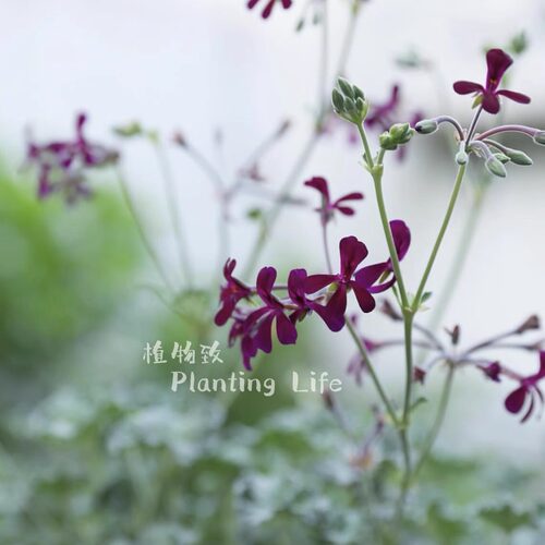 【植物致】狭花块根洋葵Pelargonium sidoides 药用香草 天竺葵