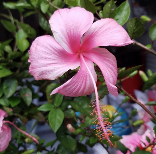 扶桑阳台花园夏秋花型精致