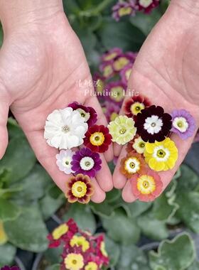 【植物致】耳叶报春 Primula auricula 一朵花里的历史 带花发货