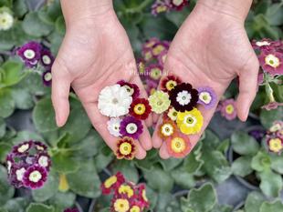 【植物致】耳叶报春 Primula auricula 一朵花里的历史 带花发货