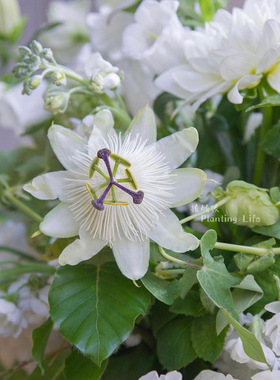 【植物致】白花西番莲康斯坦斯Passiflora ‘Constance’耐寒品种