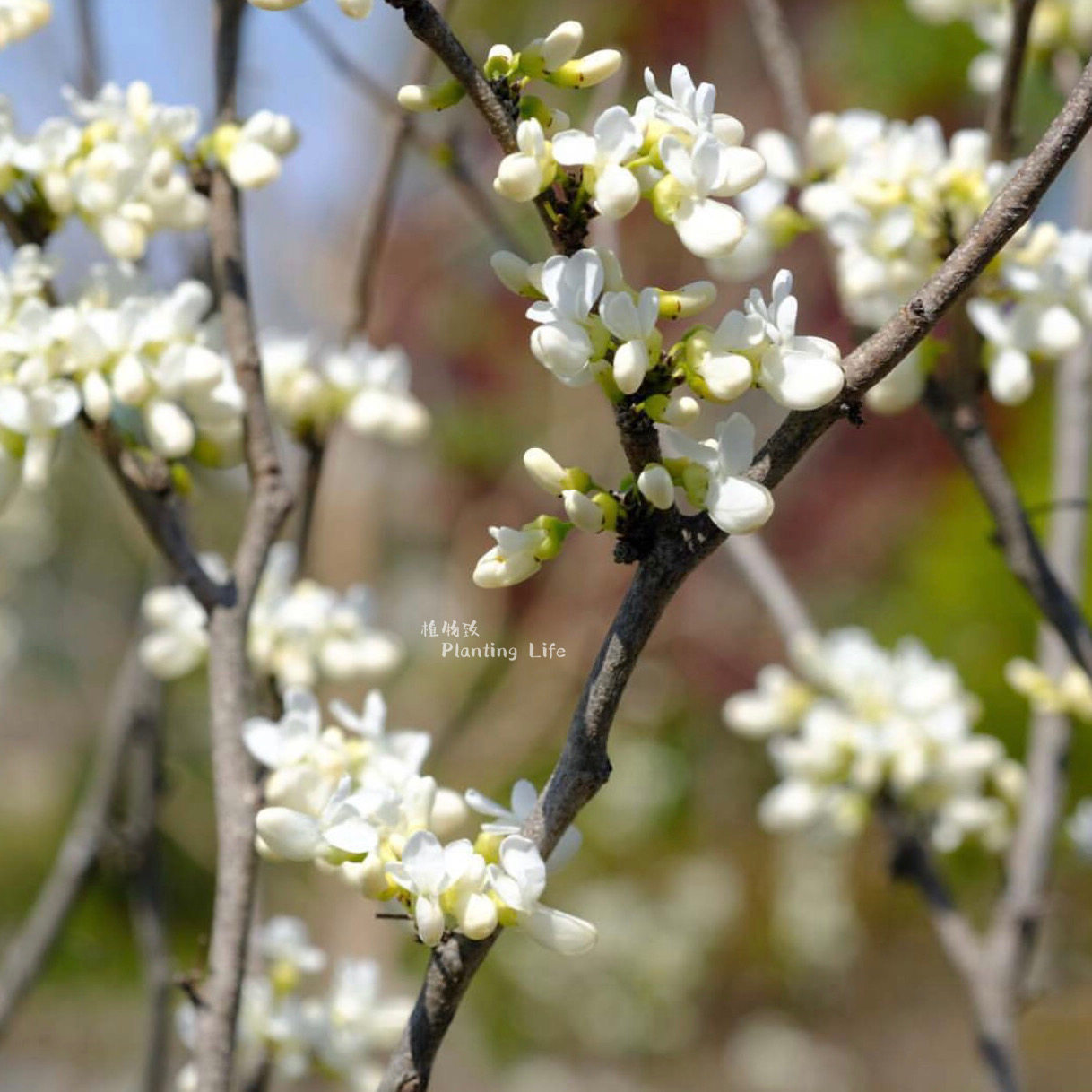 【植物致】白花加拿大紫荆 cercis canadensisalba 盆景素材