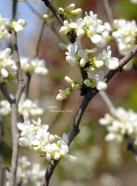 【植物致】白花加拿大紫荆 Cercis Canadensis‘alba’ 盆景素材