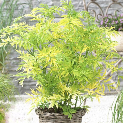 【植物致】接骨木‘黄金塔’Golden tower 耐寒彩叶树 花园景观树