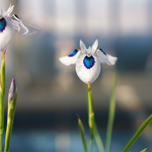 【植物致】孔雀肖鸢尾 Moraea aristata 稀有球根盆栽苗现货 - 封面