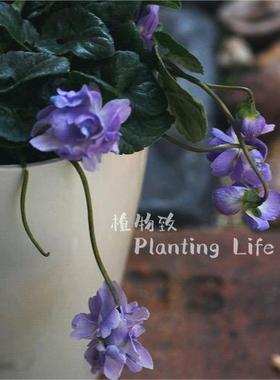 【植物致】重瓣香堇 VIOLA ODORATA 香气四溢 日系小清新组盆素材