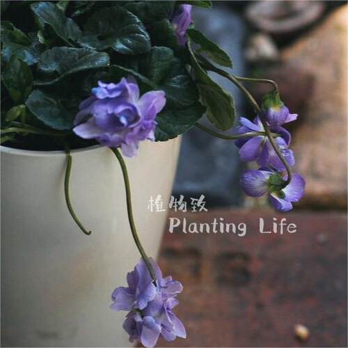 【植物致】重瓣香堇 VIOLA ODORATA 香气四溢 日系小清新组盆素材