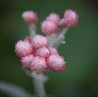 【植物致】银叶蜡菊‘红宝石簇’ Ruby Cluster 宝石般惊艳的花朵