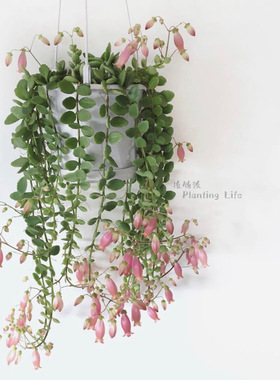 【植物致】 垂吊宫灯长寿菲菲女王 ‘Phi Phi’可爱小型垂吊植物