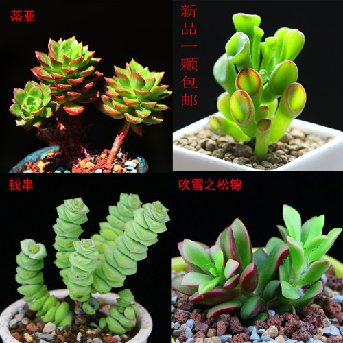 阳台庭院容易多肉植物