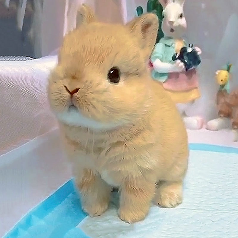 Pet rabbit Living creatures Dodge Dwarf Lop Cat Rabbit small-scale teacup living thing Netherlands Mini Not veryin the Pet/Pet food and supplies , Rabbits and supplies , Rabbit  category - from Buy2taobao.com to provide professional Taobao agent buy service