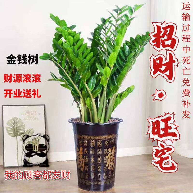金钱树盆栽室内客厅办公室植物好养活招财大绿植花卉钱串子发财树,鲜花速递/花卉仿真/绿植园艺,大型绿植/成品组合盆栽,淘宝优惠券,粉丝福利购,淘宝优惠卷