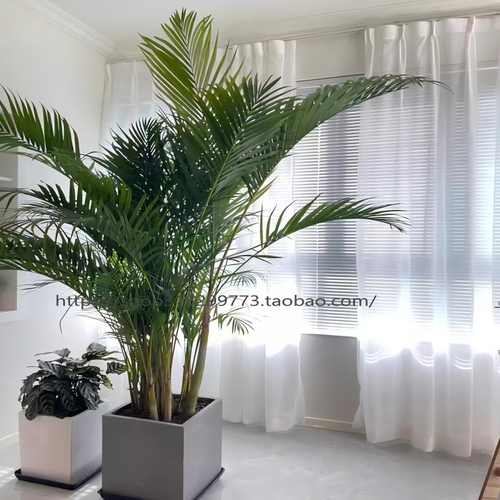 大型绿植散尾葵绿植好养除甲醛
