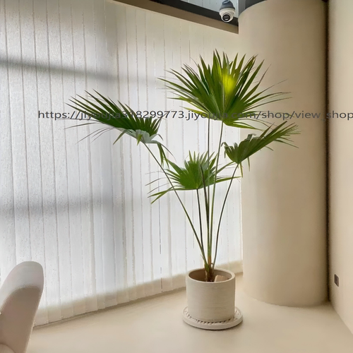 大型绿植蒲葵除甲醛易活养死包赔