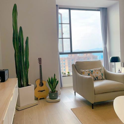 仙人柱量天尺好养易活除甲醛