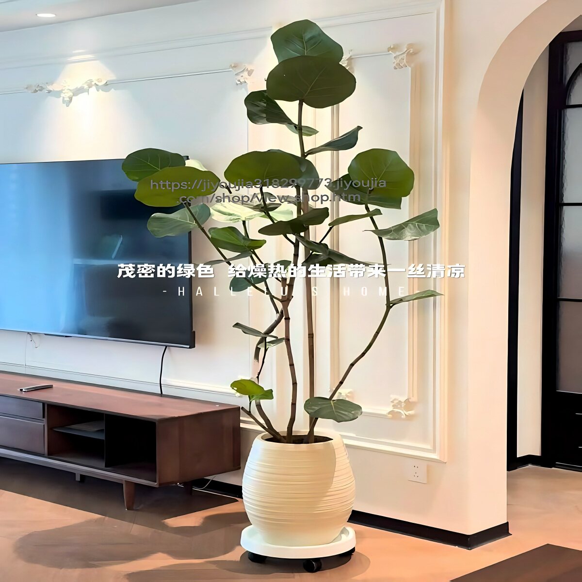 海葡萄绿植室内轻奢大型盆栽客厅好养植物净化空气办公室落地盆景