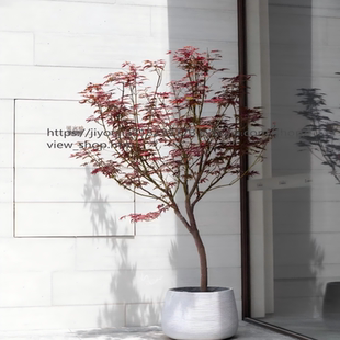 红枫树盆栽大型室内客厅植物中国红枫树绿植别墅庭院室外老桩盆景