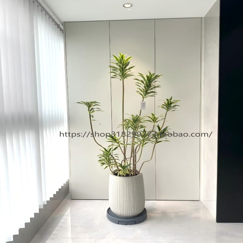 金边百合竹绿植好养耐活养死包赔