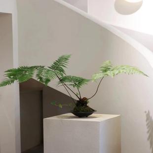 蕨类水培植物麟毛蕨老桩绿植室内盆景客厅小盆栽禅意风吧台摆件