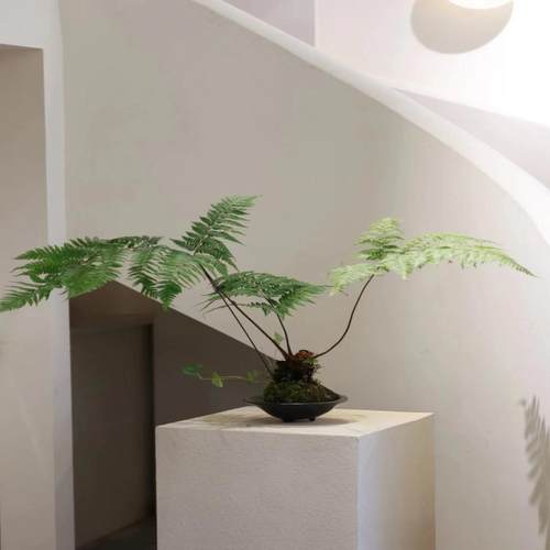 鳞毛厥老桩禅意风植物养死包赔