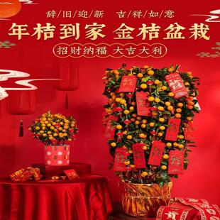 年桔金桔树盆栽年宵花绿植室内四季桔旺宅植物新年盆景招财