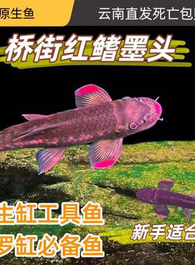 红鳍桥街墨头原生冷水鱼溪流观赏鱼吉罗鱼清洁鱼清道夫彩虹墨头鱼