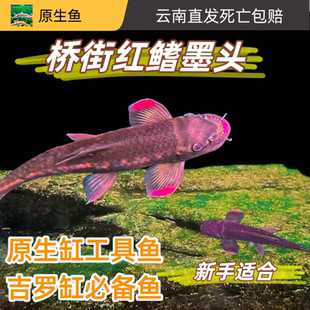红鳍桥街墨头原生冷水鱼溪流观赏鱼吉罗鱼清洁鱼清道夫彩虹墨头鱼