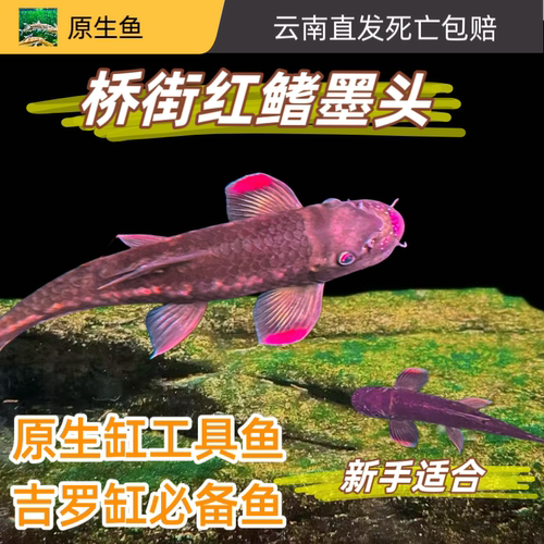 红鳍桥街墨头原生冷水鱼溪流观赏鱼吉罗鱼清洁鱼清道夫彩虹墨头鱼