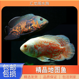 淡水热带观赏鱼中小型黑白色地图鱼花猪仔鱼苗配鱼招财鱼
