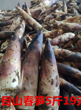 临安天目山 雷笋新鲜现挖春笋高山野笋尖油焖笋农家蔬菜竹笋5斤