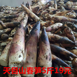 临安天目山 雷笋新鲜现挖春笋高山野笋尖油焖笋农家蔬菜竹笋5斤