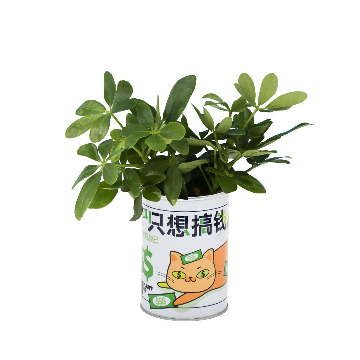 销非正式植物只想搞钱发财树办公室内桌面观叶花盆送男友闺蜜礼厂