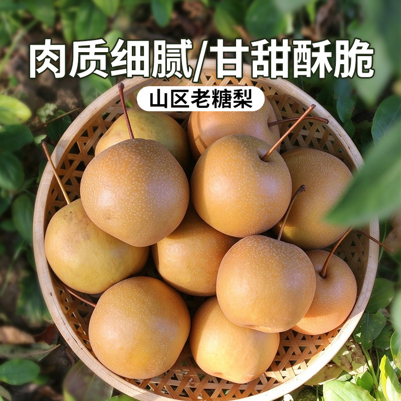 密农人家 密云山区老糖梨4斤 煮梨水新鲜山区水果树熟 老品种糖梨