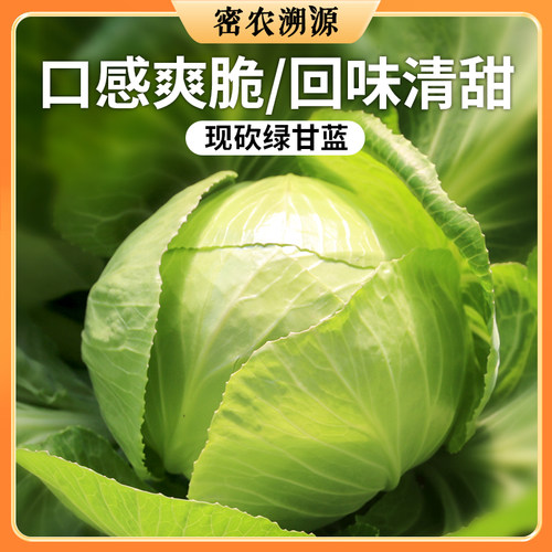 密农人家 新鲜圆白菜500g 绿甘蓝卷心菜 时令农家叶菜蔬菜