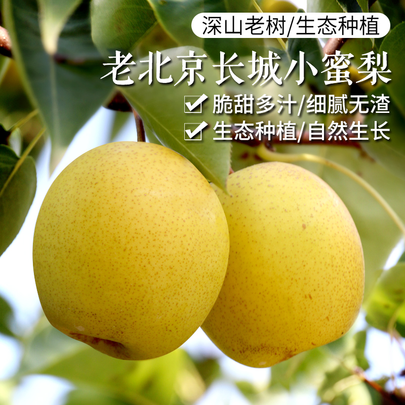 密云长城老北京热卖皮薄汁多蜜梨