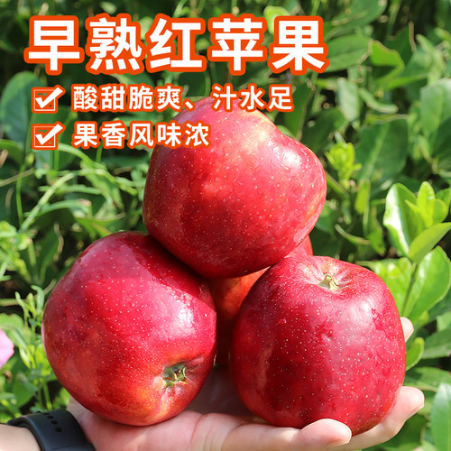 安心优选 新下树红苹果2斤 酸甜脆爽 风味浓鲁丽苹果 时令水果