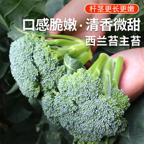 密农人家新鲜西兰苔清甜脆嫩