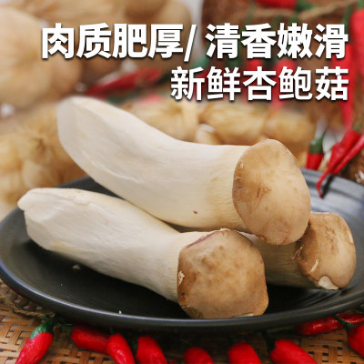 密农人家杏鲍菇肉厚肥美新鲜蘑菇