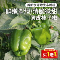 密農(nóng)人家薄皮柿子椒當(dāng)天采摘青椒