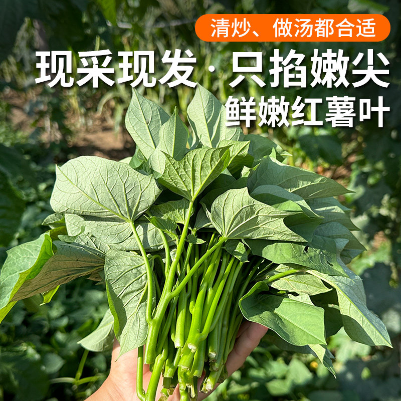 农家现摘新鲜红薯叶鲜嫩爽口图片