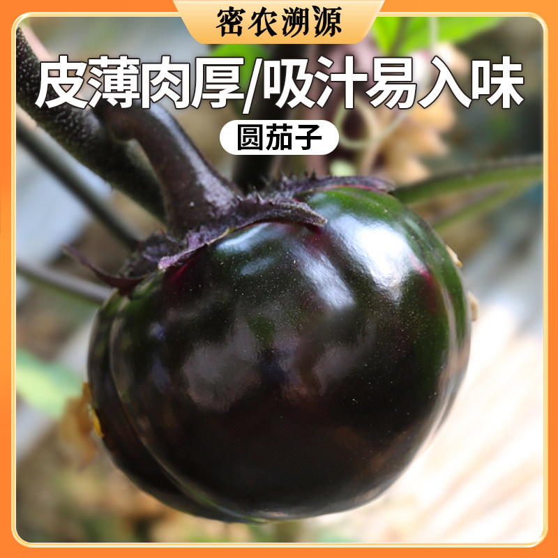 密农人家 北京紫圆茄子400g 新鲜圆茄子 鲜嫩 农家生态新鲜蔬菜