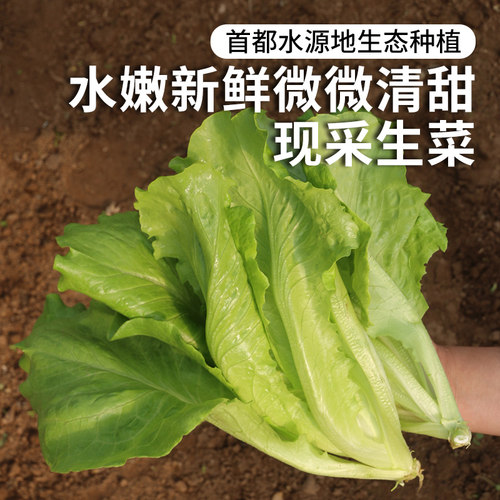 密农人家新鲜叶生菜清脆爽口