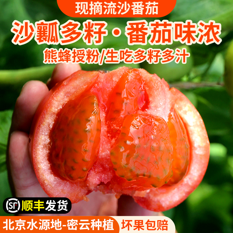 密农人家新鲜西红柿流沙番茄