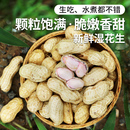 当年新生花生可水煮生吃农家花生500g 密农人家 新鲜带壳湿花生