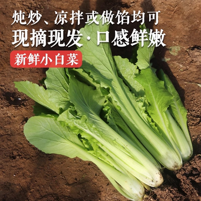 密农人家新鲜现拔小白菜脆嫩爽口