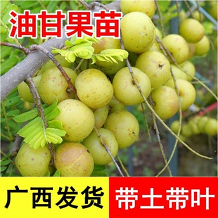 油甘果苗大果甜余甘果苗两季开花嫁接高产油牛甘子果树苗两季结果