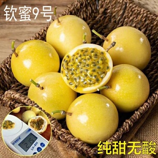 百香果苗纯香甜黄金百香果树果苗钦蜜9号嫁接苗四季不断结果