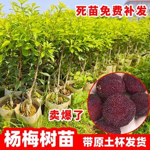 嫁接杨梅树苗正宗黑炭东魁杨梅苗树盆栽南方地栽当年结果特大杯苗