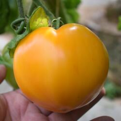 内蒙古五原黄柿子新鲜黄色西红柿自然熟现摘现发应季番茄蔬菜生吃